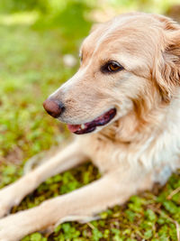 Close-up of a dog looking away