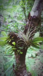 Close-up of tree trunk in forest