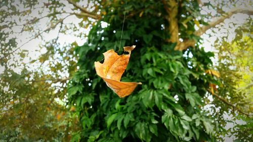 Low angle view of orange leaf on branch