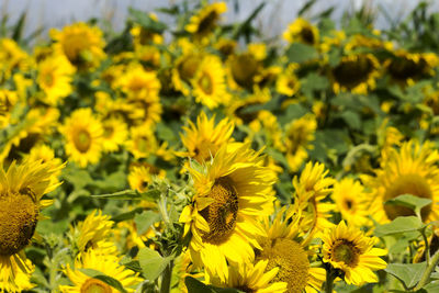 Close-up of bee on sunflower