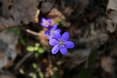 High angle view of purple flowering plant