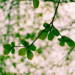 Close-up of plant