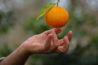 Close-up of hand holding orange