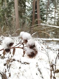 Close-up of frozen plant on snowy field