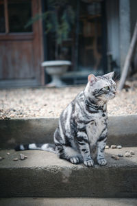 Cat looking away