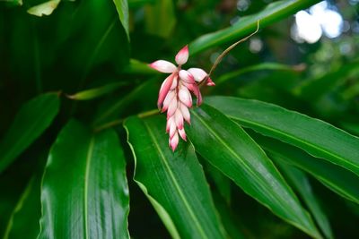 Close-up of pink flowering plant