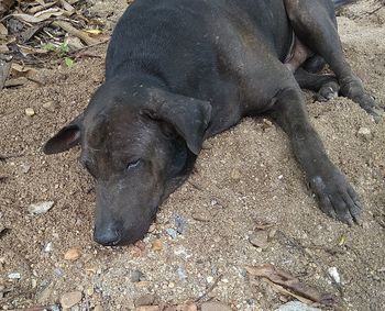 High angle view of dog on field