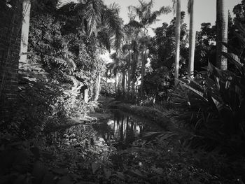 Plants and trees in forest