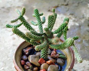 High angle view of succulent plant