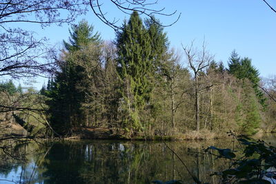 Reflection of trees in lake