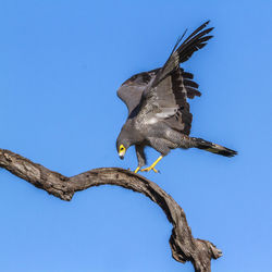 Low angle view of eagle flying against blue sky