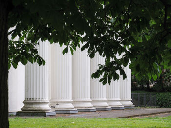 Trees and plants in lawn