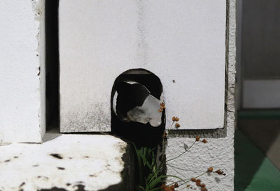 View of a cat on wall