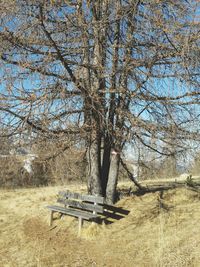 Old tree trunk