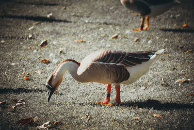 Side view of a bird