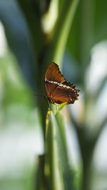 Butterfly on leaf