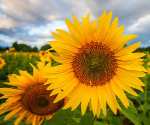 Close-up of sunflower blooming in field