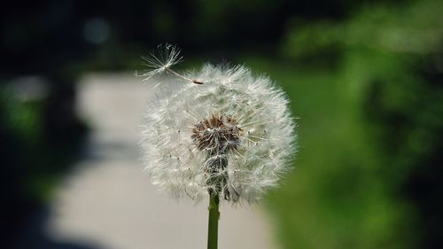 Close-up of fly on dandelion flower