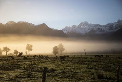 Scenic view of field against sky