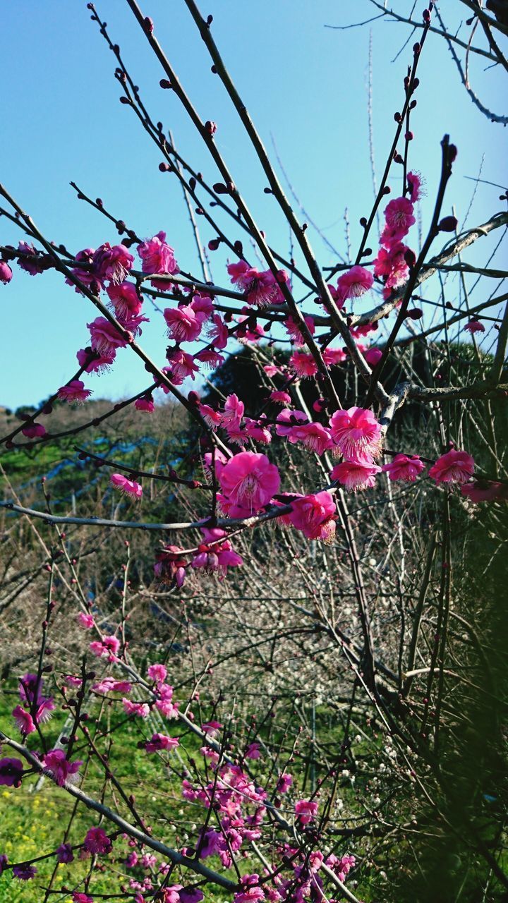 CLOSE-UP OF PINK CHERRY BLOSSOMS ON BRANCH