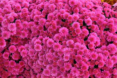 Full frame shot of pink flowering plants