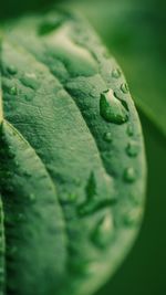 Close-up of raindrops on leaves