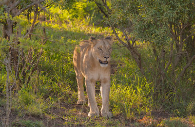 Lioness in the nature reserve in hluhluwe national park south africa