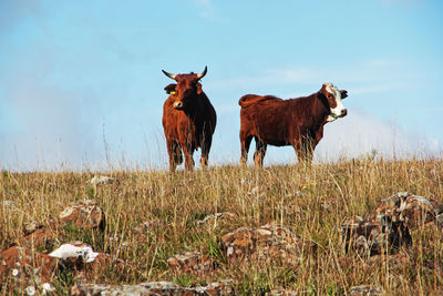 Horses standing in field