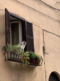 The cat looks at the road