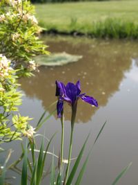 Purple lotus water lily in lake