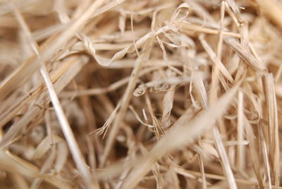 Full frame shot of dry plants