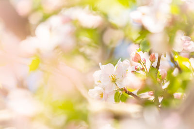 Close-up of white cherry blossom plant