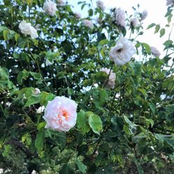 Close-up of flowers blooming on tree