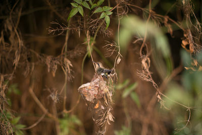 Close-up of bird on branch