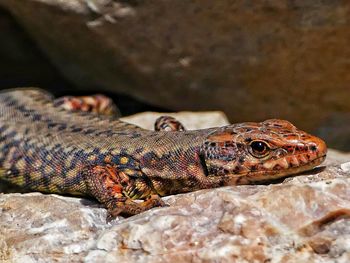 Close-up of lizard on rock