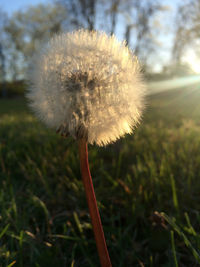 Close-up of dandelion