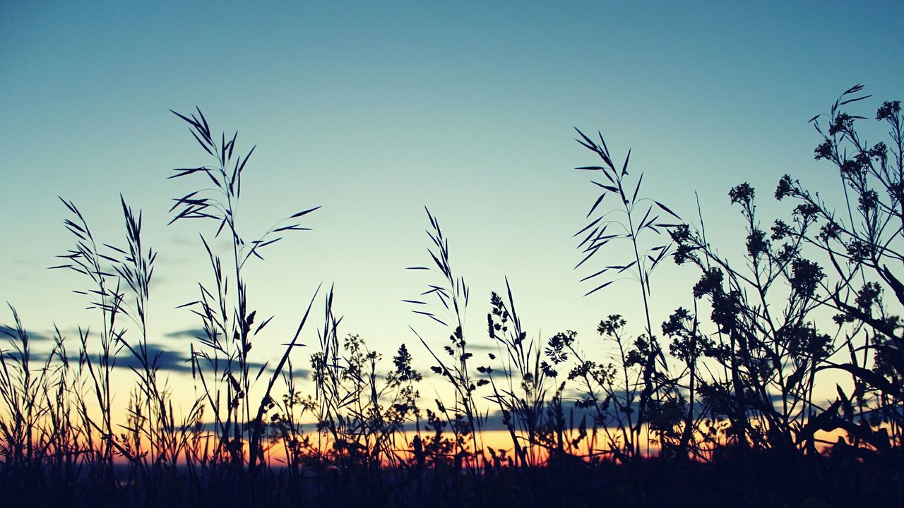 sunset, tranquility, tranquil scene, silhouette, clear sky, scenics, beauty in nature, nature, plant, water, growth, sky, idyllic, grass, copy space, orange color, sun, outdoors, field, no people