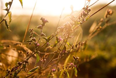 Close-up of flowering plant on field