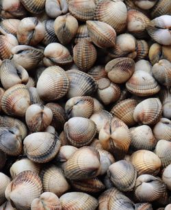 Full frame shot of shells