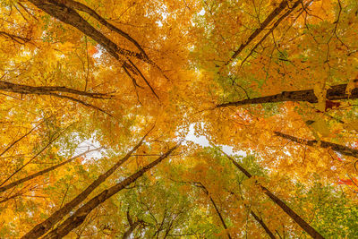 Low angle view of autumnal trees