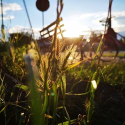 Close-up of stalks in field against sky