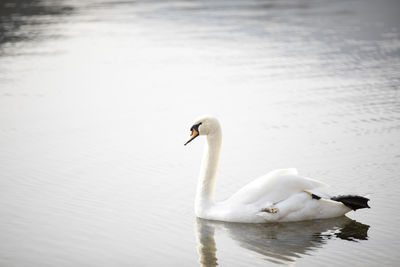 Swan floating on a lake