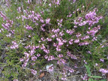 Purple flowers blooming outdoors