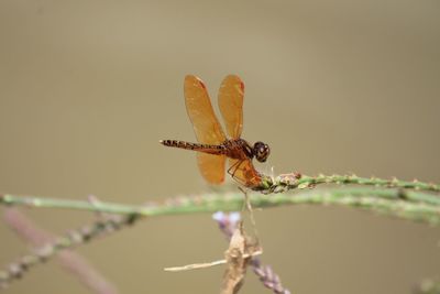 Close-up of dragonfly on plant