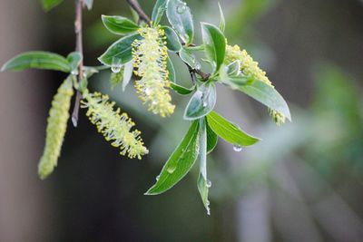 Close-up of flowering plant