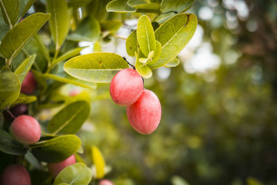 Close-up of red berries growing on tree