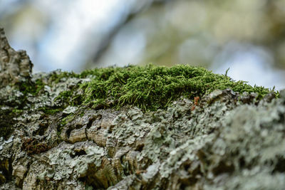 Close-up of moss growing on rock