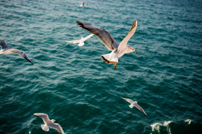 Seagulls flying over sea