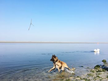 Dog on sea against clear sky