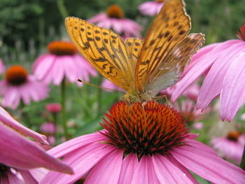 Close-up of butterfly pollinating on pink flower